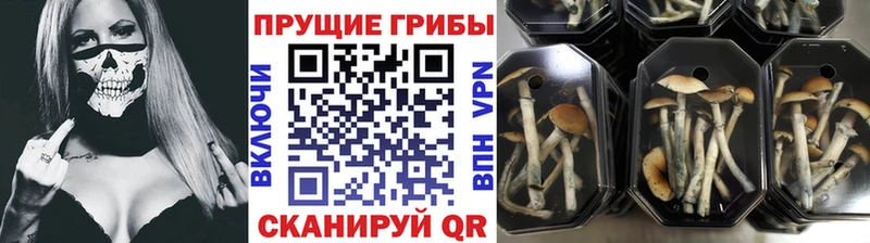 Псилоцибиновые грибы мухоморы  закладки  omg рабочий сайт  Мензелинск 